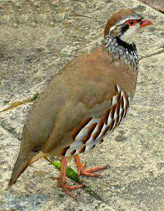 خریدوفروش تخم نطفه دارکبک 