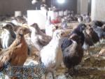 فروش جوجه یکروزه مرغ بومی تخم گذار آ نیمچه دو ماهه 