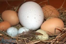 فروش تخم اردک و بلدرچین