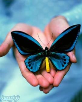 پیگیری و ثبت محصولات در سازمان غذا و دارو آدرس :تهران خیابان فخر رازی(رگولاتوری)