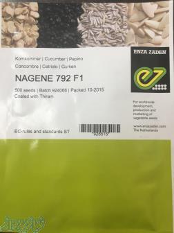 بذر خیار نگین 