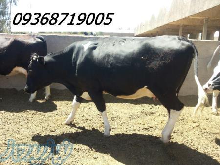 خرید و فروش دام  گوساله و گاو صنعتی