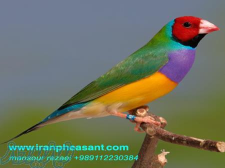 فروش فنچ گلدین