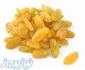 فروشنده اصلی کشمش کاشمر صادرات و داخلی 