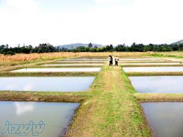 بچه ماهي تيلاپيا 