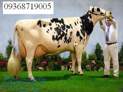 خرید و فروش دام  گوساله و گاو صنعتی 