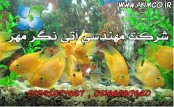 کارگاه اموزشی پرورش ماهی زینتی  - تهران