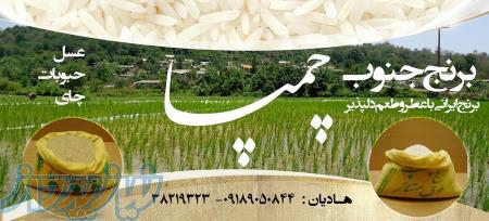 برنج اعلای ایرانی (چمپا) جنوب