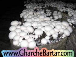 فروش کمپوست انواع قارچ خوراکی خاک پوششی  - تهران