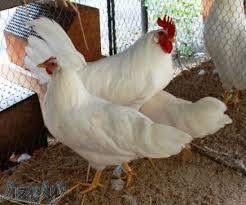 تخم نطفه دار مرغ و اکثریت طیور و دستگاه جوجه کشی 