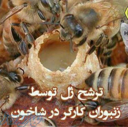 ژل رویال کوهستان عموشاهی