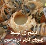 ژل رویال کوهستان عموشاهی