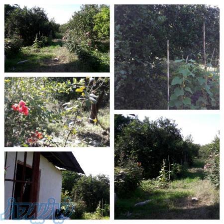 فروش زمین و باغ مرکبات 