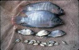 ماهی تیلاپیا 