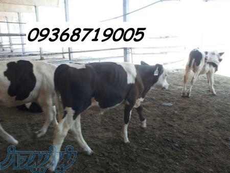 گوساله سمینتال نر 