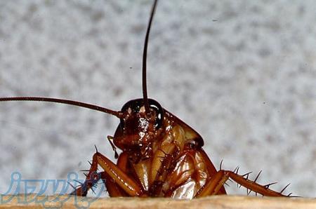 سمپاشی تضمینی 