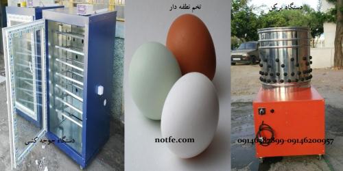 دستگاه جوجه کشی  فروش تخم نطفه دار تمام پرندگان 