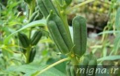 فروش روغن کنجددرجه یک تهیه شده به روش پرس سرد  - تهران