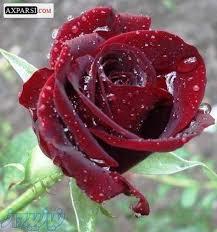 فروش گل رز هلندي 