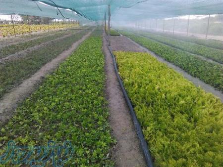 خرید و فروش انواع گیاهان زینتی فضای باز و نهال های جنگلی و غیر مثمره 