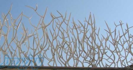 حفاظ شاخ گوزني و سرنيزه