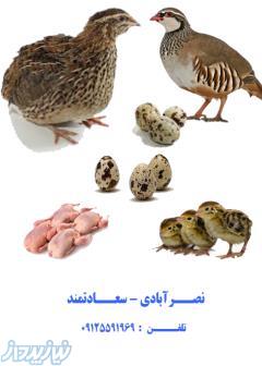 بلدرچین و کبک نیشابور