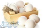 تولید و عرضه تخم مرغ صادراتی و مصرف داخلی 