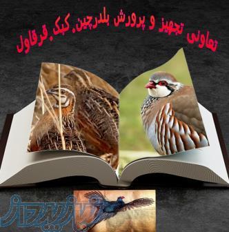 محصولات و تجهیزات بلدرچین کبک قرقاول