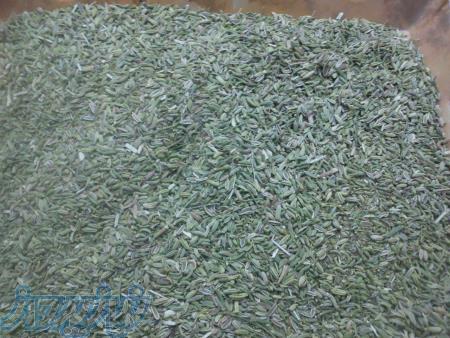 برداشت و فروش عمده رازیانه 