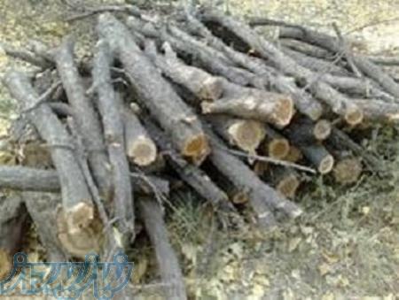 فروش چوب هیزم و چوبهای باغی 