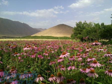 فروش گیاه دارویی سرخارگل (اکیناسه) 