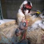 کانال آموزش جوجه کشی از سهره در قفس 