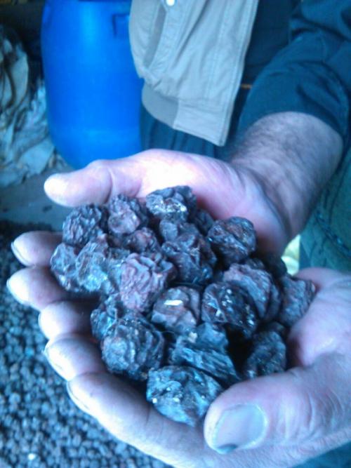 تولید و پخش انواع مغزها  کشمش الو بادام 