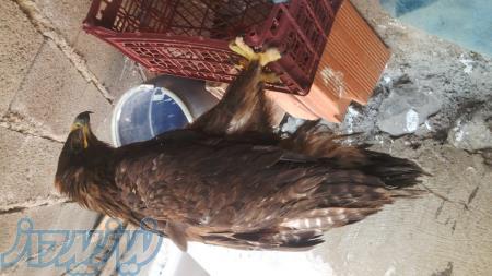 عقاب صحرايي 