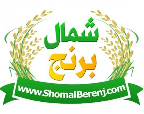 فروش برنج طارم هاشمی فریدونکنار و دابودشت 