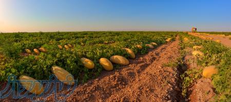شرکت سهامی زراعی تربت جام 
