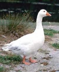 فروش جوجه غاز 