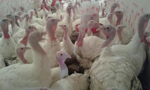 فروش بوقلمون  - تهران