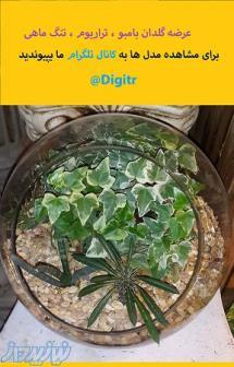 فروش گلدان بامبو،تراریوم،تنگ ماهی 