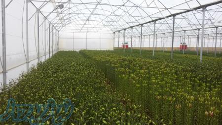 گلخانه و گلخانه سازی آبادگران سبز 