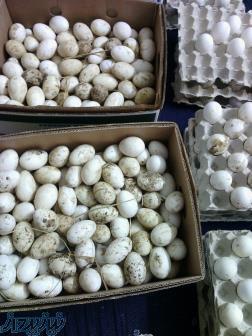 فروش تخم نطفه دار و جوجه غاز, اردک محلی, بوقلمون, جوجه محلی, اردک روسی,قرقاول 