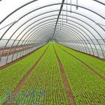 تولید و قیمت ورق پلی کربنات