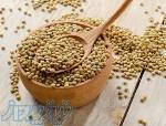 فروش عدس ریز قزاقستانی با کیفیت درجه 1 