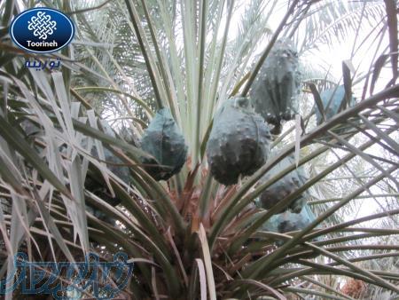 توری محافظ خرما - کیسه خرما 