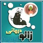 زالو طب زنده رود 