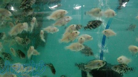 اسکار یه بند