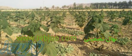 فروش بهترین نهال پائولونیا درخت پالونیا هیبریدی اصلاح شده 09173056193 در سراسر کشور