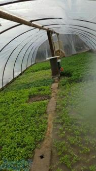 توزیع نشاء گوجه و بادمجان و    