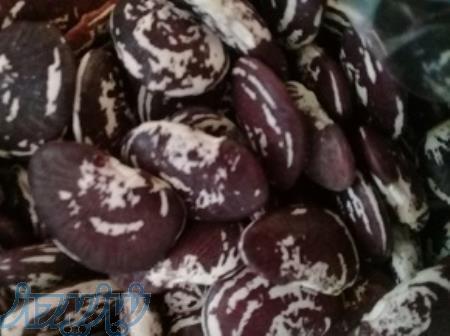 قیمت لوبیا عروس