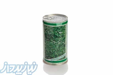 فروش بذر چمن دایکوندرا 09195284072